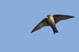 Eurasian Crag Martin