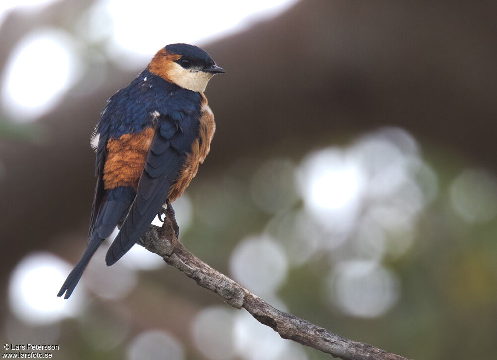 Mosque Swallow