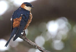 Mosque Swallow