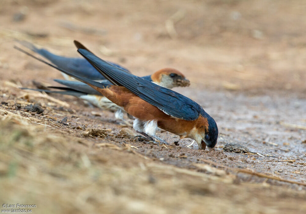 Mosque Swallow