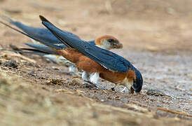 Mosque Swallow