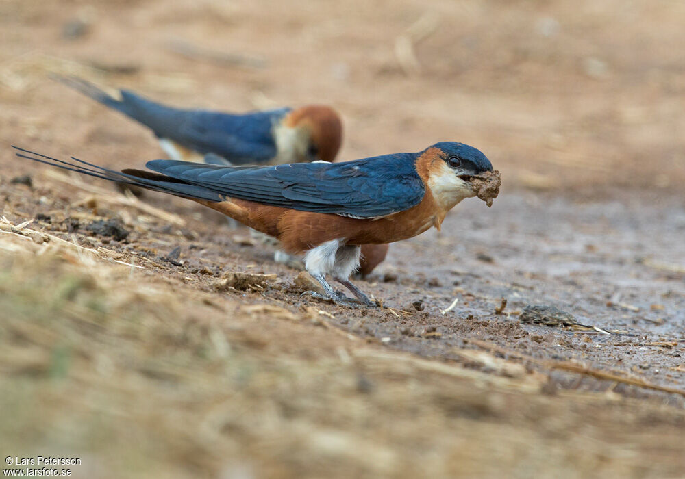 Mosque Swallow