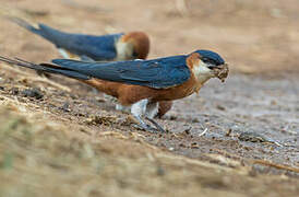 Mosque Swallow