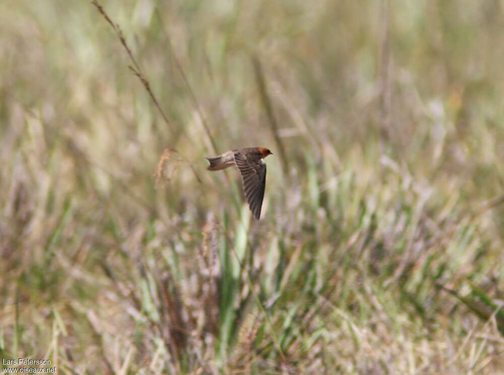 Hirondelle fardéeadulte, Vol