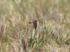 Tawny-headed Swallow