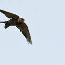 Hirondelle hérissée