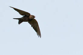 Black Saw-wing