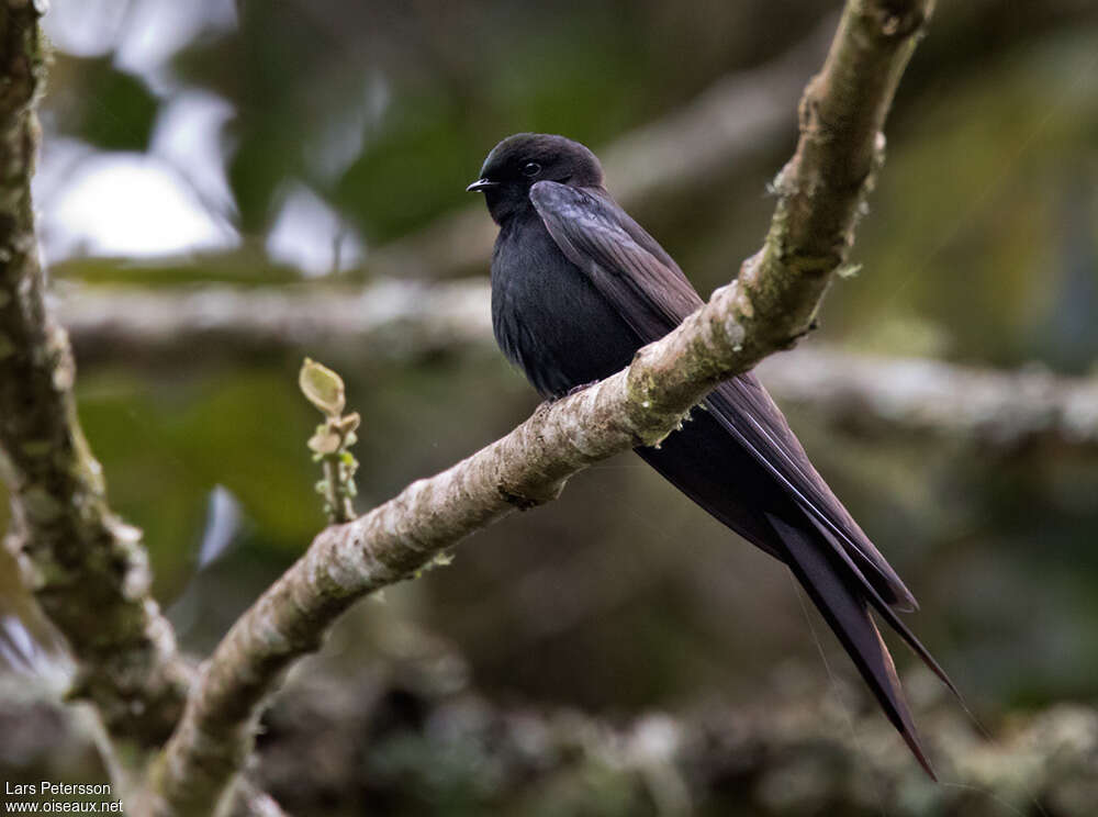 Black Saw-wingadult, identification