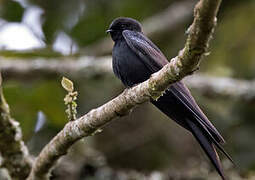 Black Saw-wing