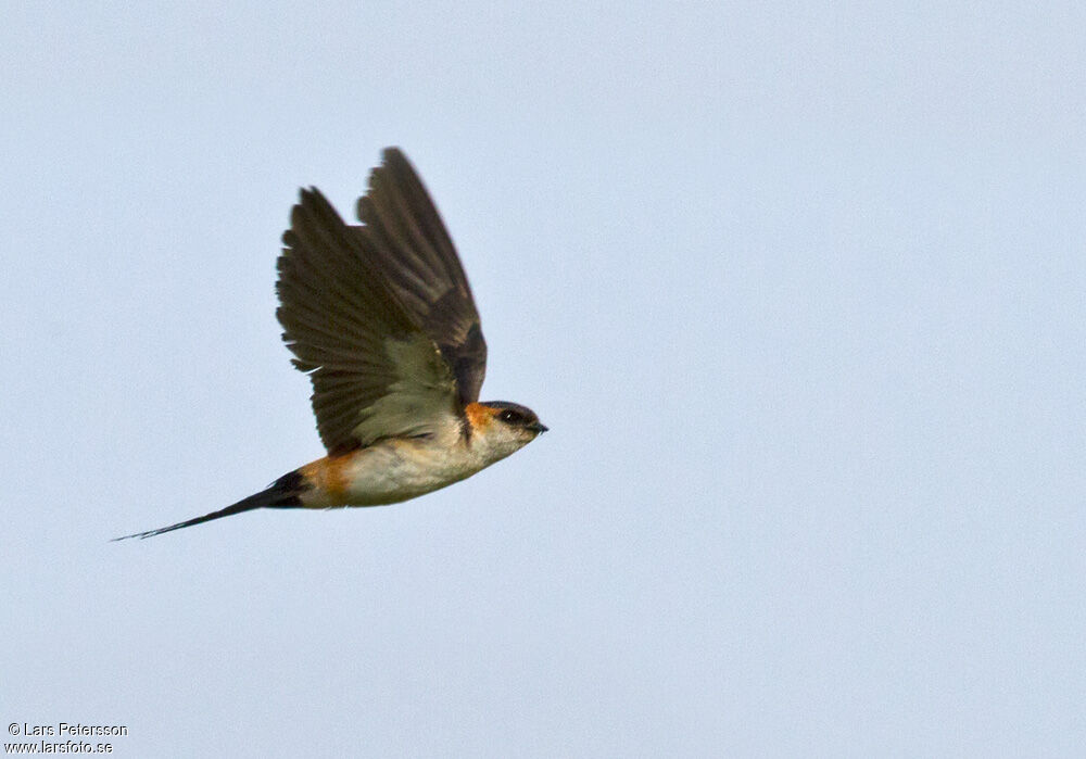 European Red-rumped Swallow