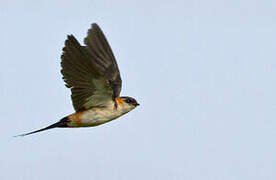 Red-rumped Swallow