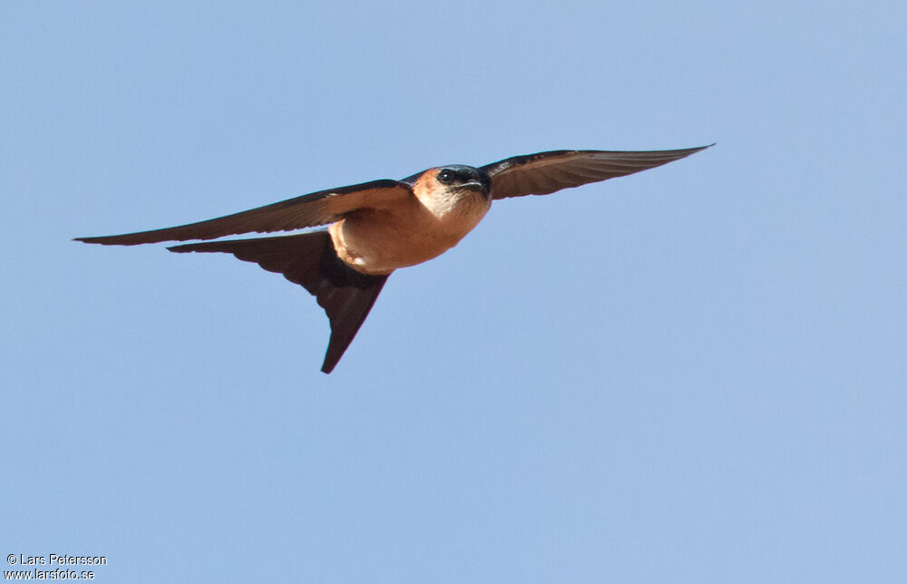 Red-rumped Swallow