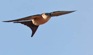 Red-rumped Swallow