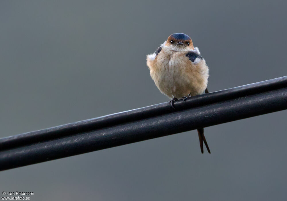 Hirondelle rousseline