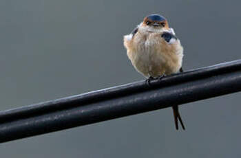 Hirondelle rousseline