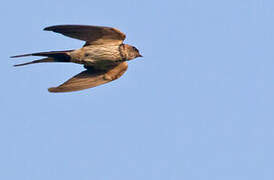 Red-rumped Swallow