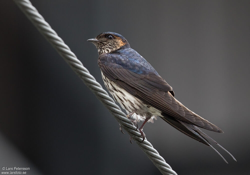 European Red-rumped Swallow