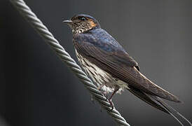 Red-rumped Swallow