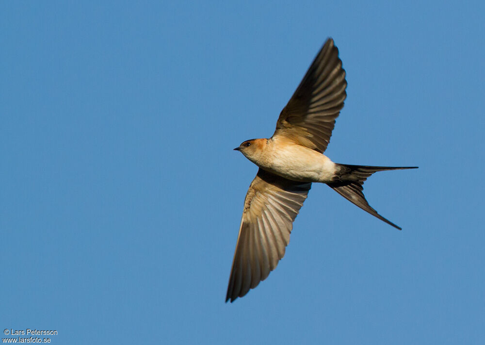 European Red-rumped Swallow