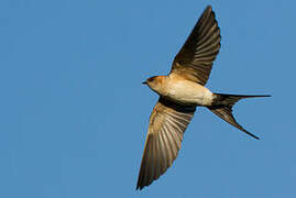 Red-rumped Swallow