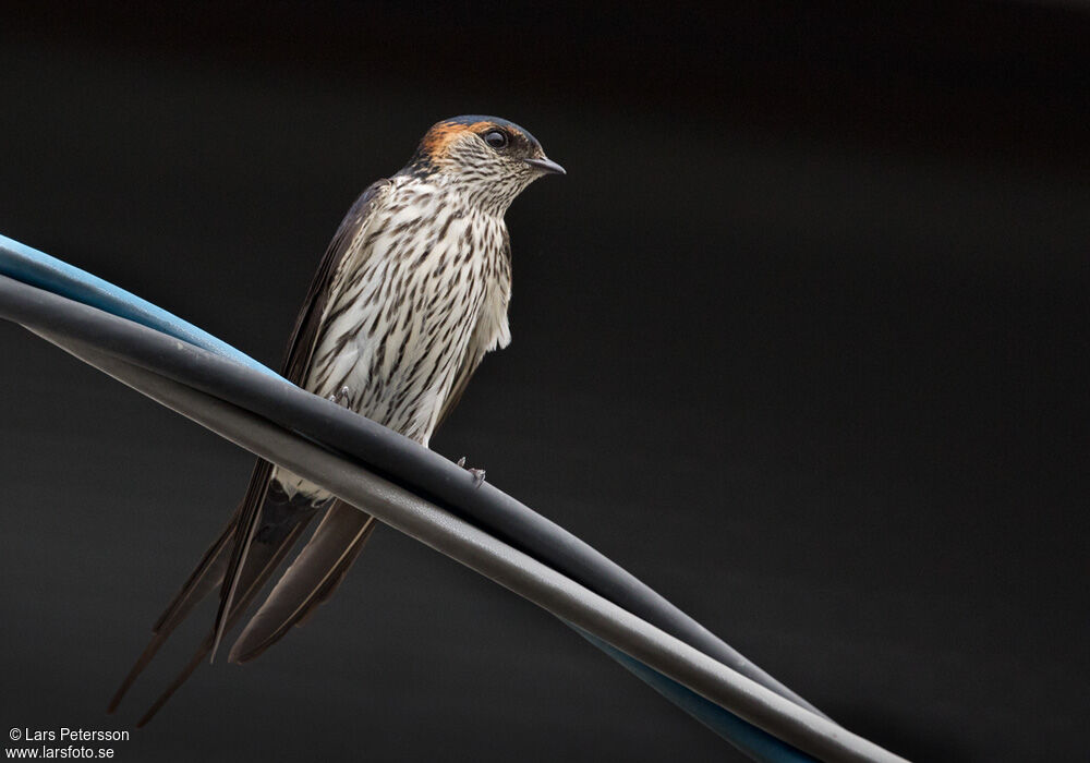 European Red-rumped Swallow