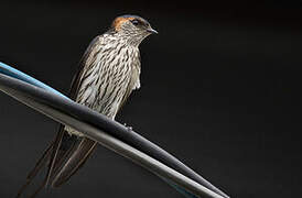 Red-rumped Swallow