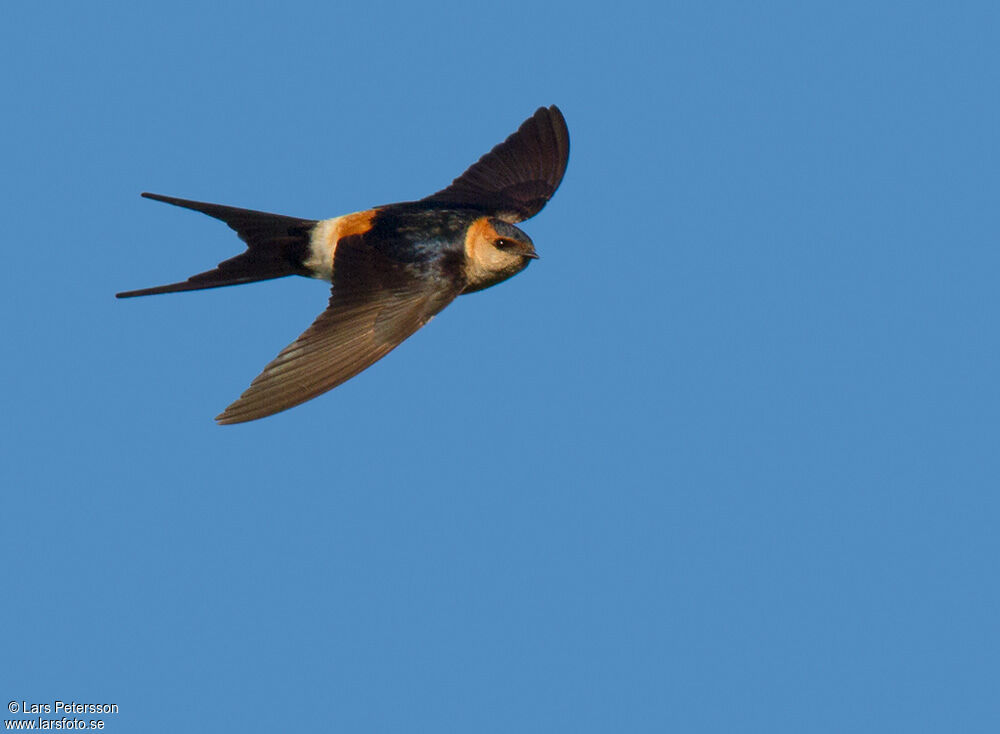 European Red-rumped Swallow