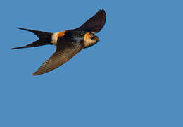 Red-rumped Swallow