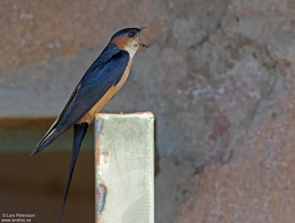 Hirondelle rousseline