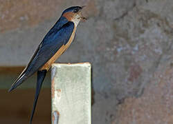 Red-rumped Swallow