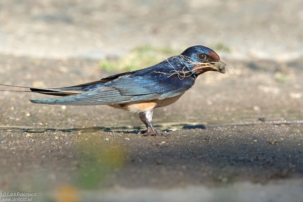 Barn Swallow