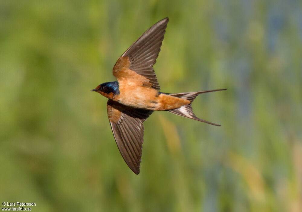 Hirondelle rustique