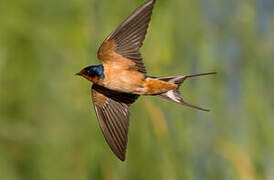 Barn Swallow