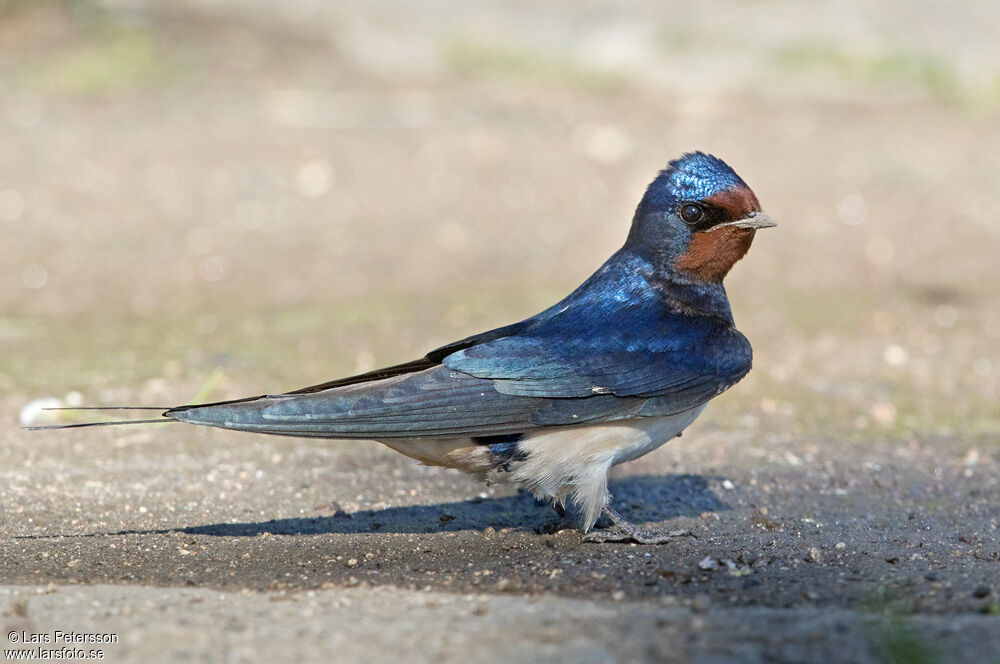 Barn Swallow