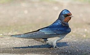 Barn Swallow