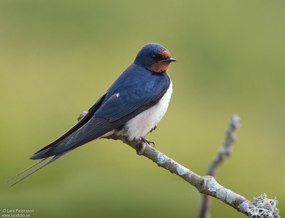 Barn Swallow