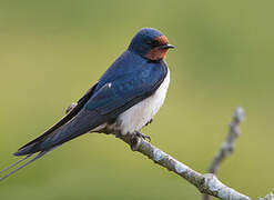 Barn Swallow