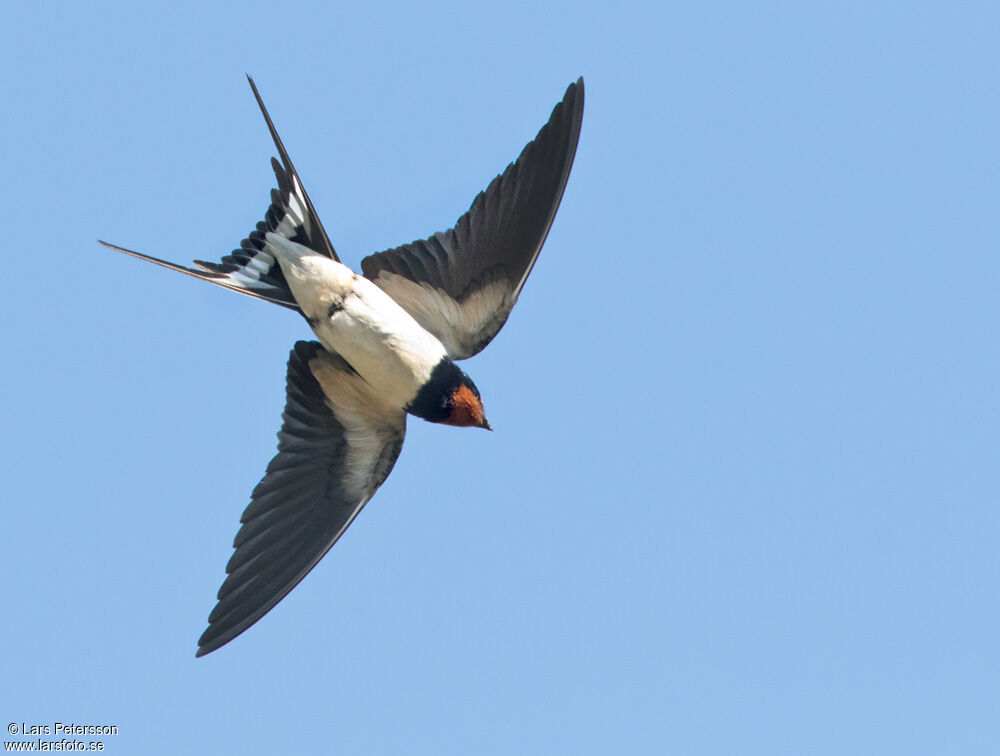 Barn Swallow