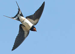 Barn Swallow