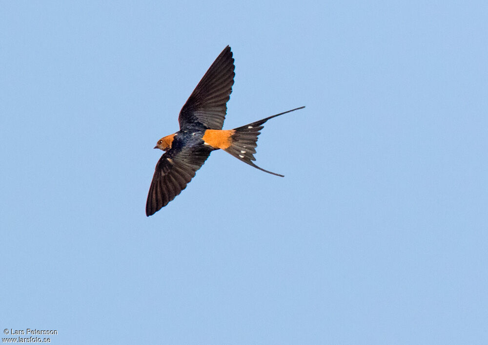 Lesser Striped Swallow