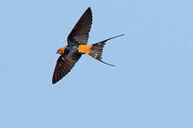 Lesser Striped Swallow