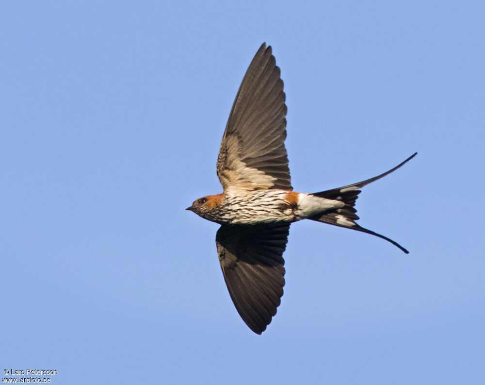 Lesser Striped Swallow