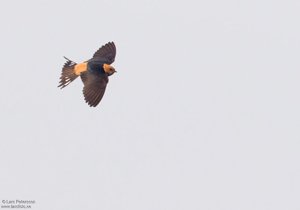 Lesser Striped Swallow