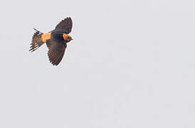 Lesser Striped Swallow