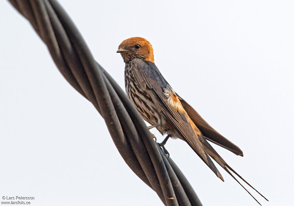 Lesser Striped Swallow