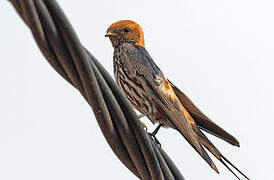 Lesser Striped Swallow