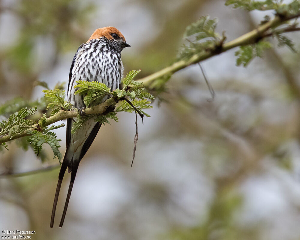 Lesser Striped Swallow