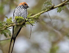 Lesser Striped Swallow