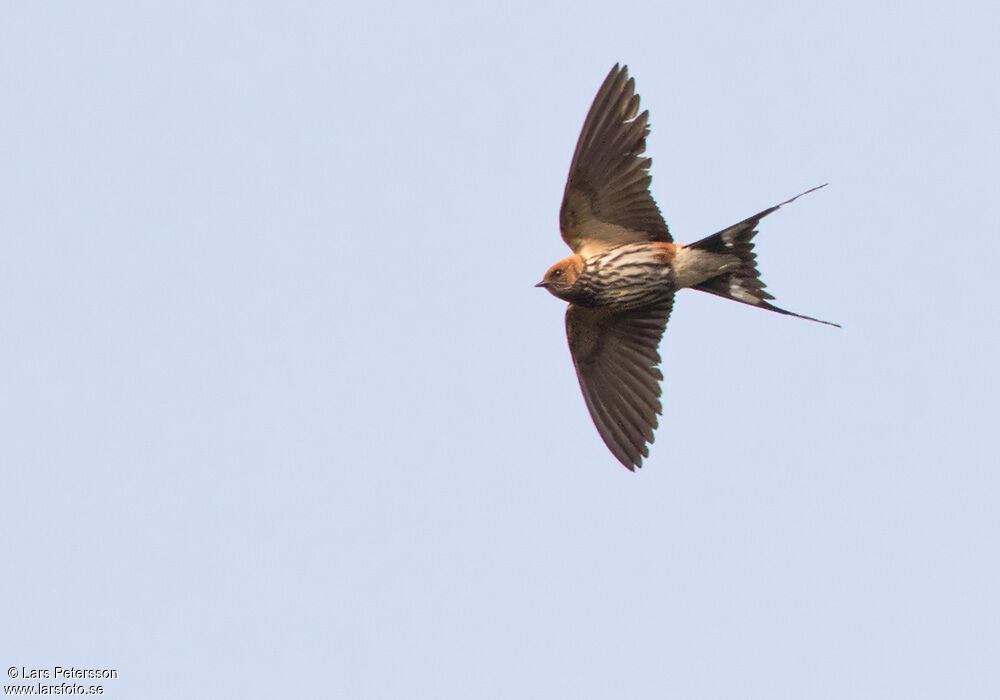 Lesser Striped Swallow