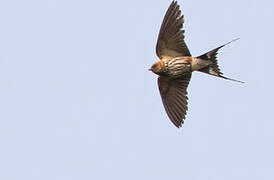 Lesser Striped Swallow